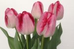 02-6-9 foto 4